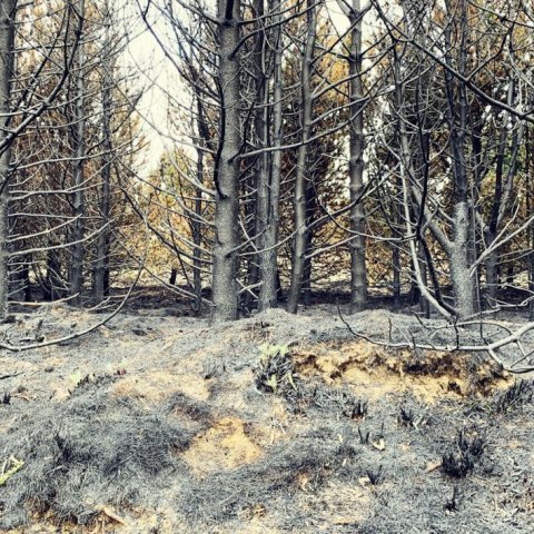 Forvitnilegt verður að vita hvort trén ná sér að einhverju leyti og hversu mikil endurnýjun verður af sjálfu sér. Ljósmynd: Brynja Hrafnkelsdóttir