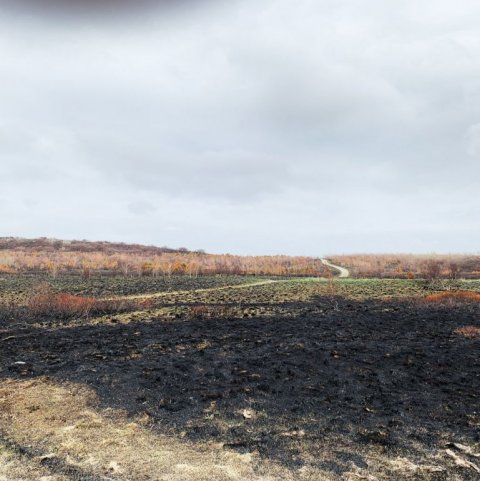 Séð yfir yngra svæðið sem brann 4. maí. Ljósmynd: Brynja Hrafnkelsdóttir
