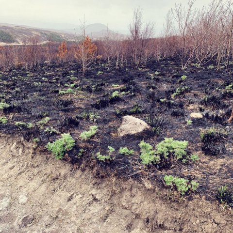 Í lok maí er lúpínan farin að spretta upp úr brunasverðinum. Ljósmynd: Brynja Hrafnkelsdóttir