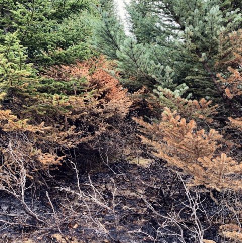 Eftir er að sjá hvort börkur hefur brunnið svo mikið á trjánum að þau ná ekki að koma næringarefnum niður til rótanna. Ljósmynd: Brynja Hrafnkelsdóttir