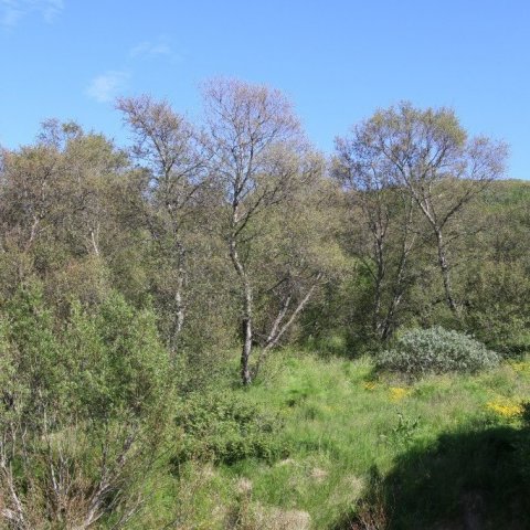 Brúnt birki í Hallormsstaðaskógi. Víðitegundir eru líka illa leiknar af lirfuáti. Ljósmynd: Pétur Halldórsson