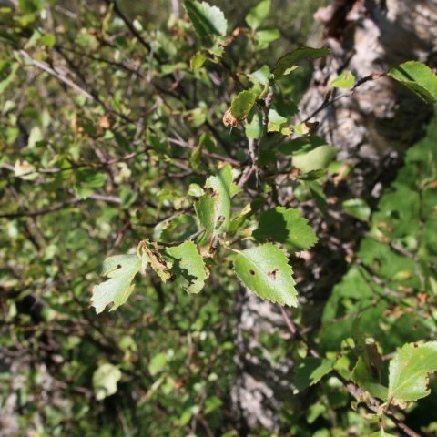 Ljósmynd: Pétur Halldórsson