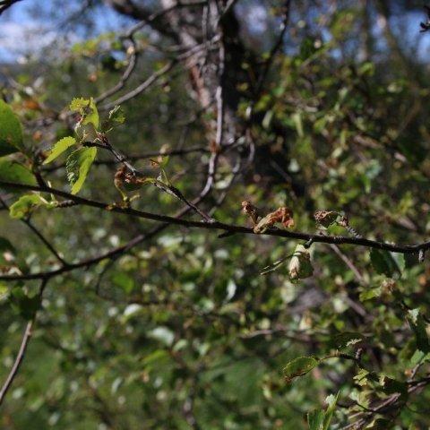 Ljósmynd: Pétur Halldórsson