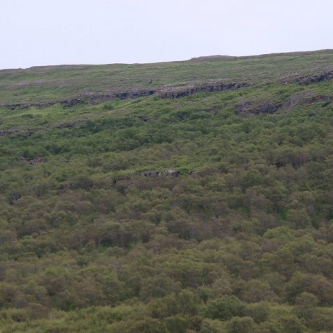Hér sjást greinileg skil í hlíðinni þar sem birkið er grænna ofan til. Ljósmynd: Pétur Halldórsson