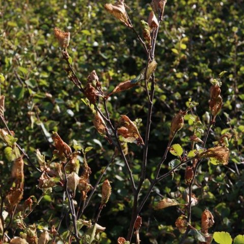 Lirfuskemmdir á birki í Hallormsstaðaskógi. Ljósmynd: Pétur Halldórsson