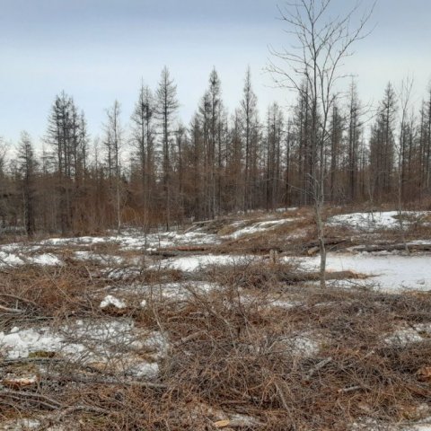 Gjörfelldur reitur frá 1953 sem gróðursett verður í á ný