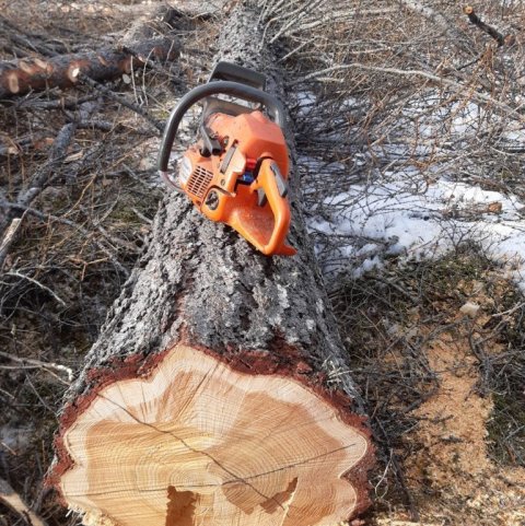 Flettanlegur bolur sem gefur söluhæft timbur
