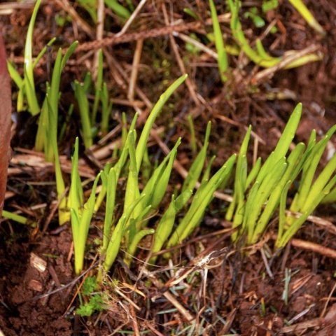 Fæðingargjöf á degi jarðar