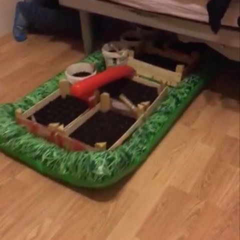 Fræbakkar Hlyns settir undir rúm og beðið spírunar