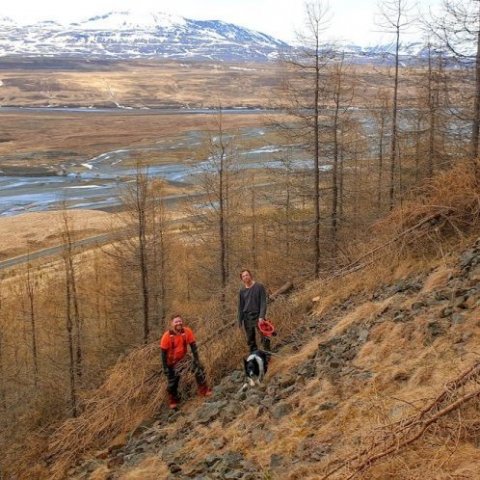Grisjun á Silfrastöðum á degi jarðar