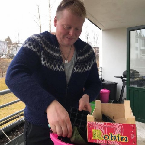 Hlynur sáir furufræjum