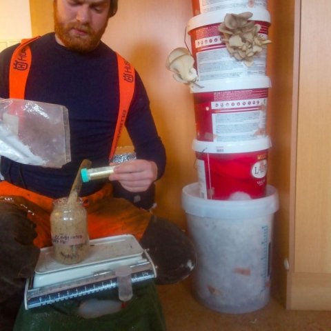 Kjetil fóðrar rotsveppina