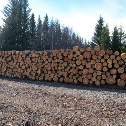 Myndarlegir lerkibolir í stæðu á Hallormsstað á degi jarðar