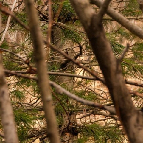 Óli Odds minnist þess er hann gróðursetti lindifuruna. „Takk, kæra jörð!“