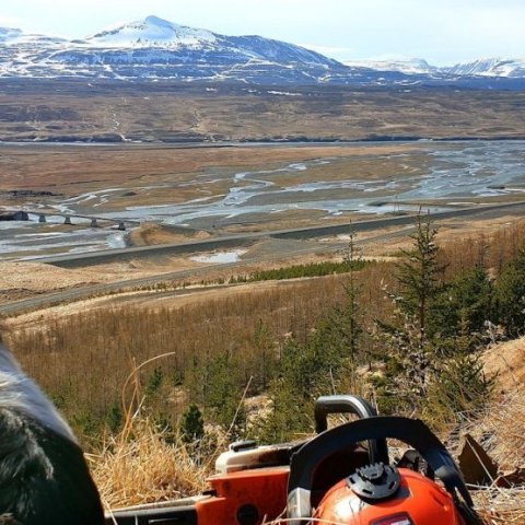 Horft yfir Skagafjörð og til Mælifellshnjúks úr Silfrastaðaskógi á degi jarðar