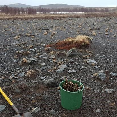 Aspargræðlingar settir í beran sand á degi jarðar