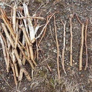 Efnilegir aspargræðlingar á degi jarðar