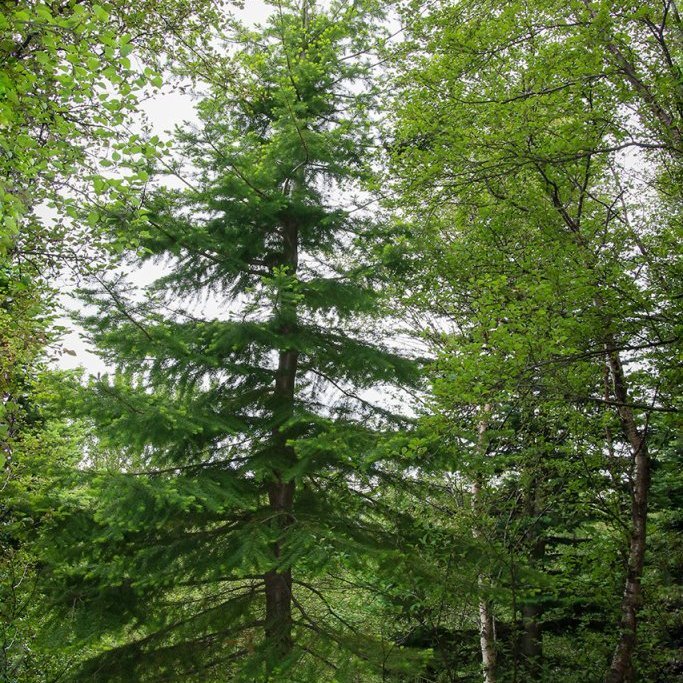 Degli á Mógilsá, gróðursett 1994. Ljósmynd: Pétur Halldórsson