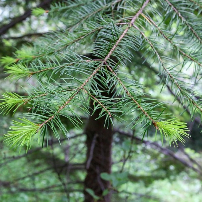 Barr á degli. Ljósmynd: Pétur Halldórsson