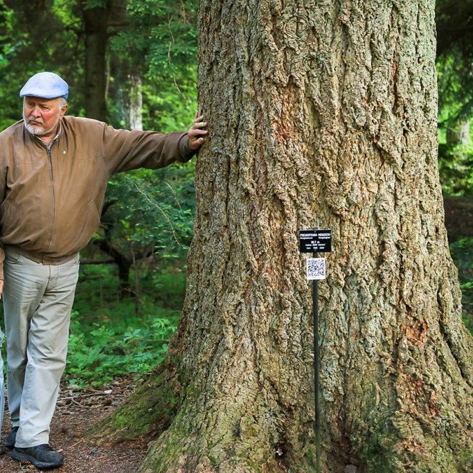 Peter Tigerstedt grasafræðingur við myndarlegt deglitré í Mustila-trjásafninu í Finnlandi 1906. Ljósmynd: Pétur Halldórsson