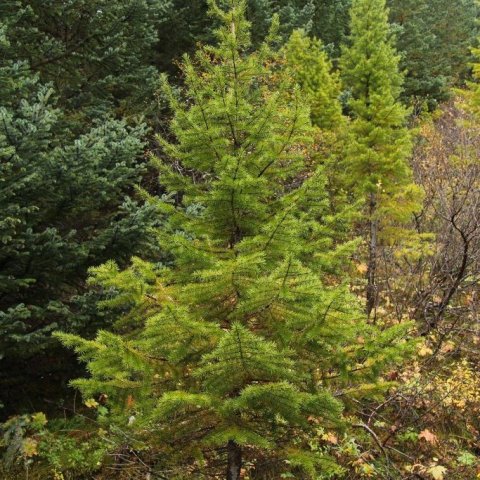 Efnilegt degli í Haukadalsskógi. Mynd: Pétur Halldórsson