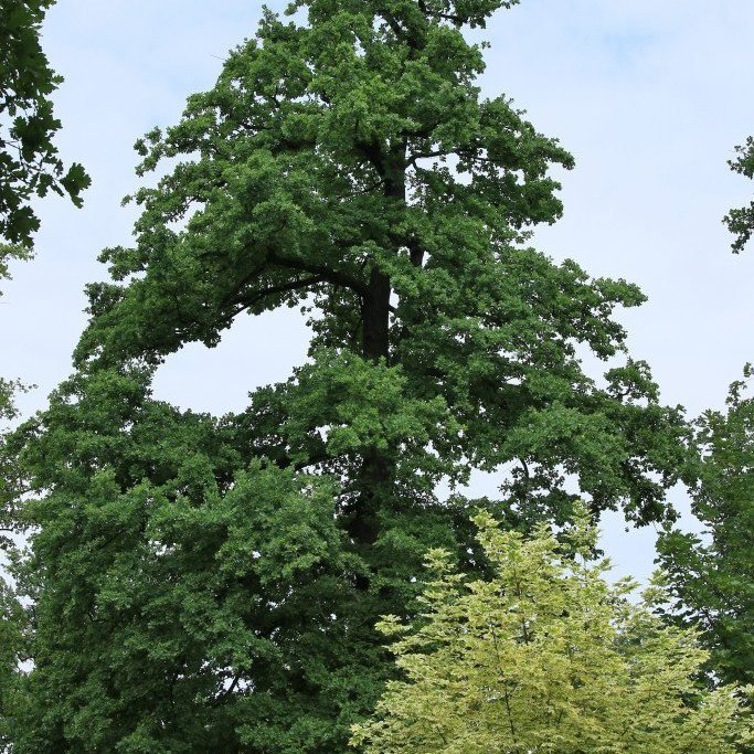 Gömul eik í dýragarðinum í Dresden. Mynd: Pétur Halldórsson