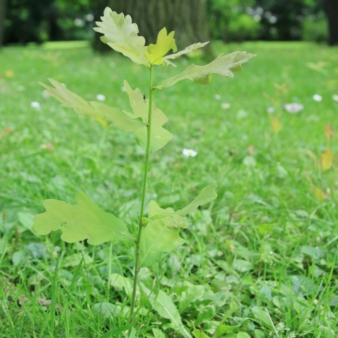 Ung eik í almenningsgarði í Dresden í Þýskalandi. Mynd: Pétur Halldórsson