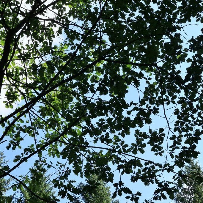 Eldri eik í Dresden.  Mynd: Pétur Halldórsson