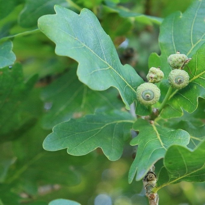Hálfþroskuð akörn á eikartré. Mynd: Pétur Halldórsson
