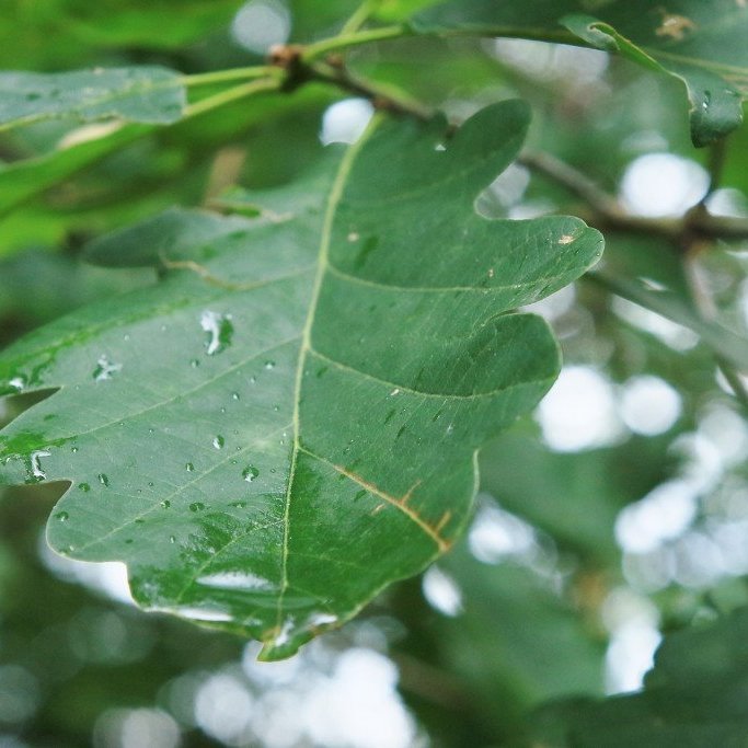 Regnvatn á eikarblaði. Mynd: Pétur Halldórsson