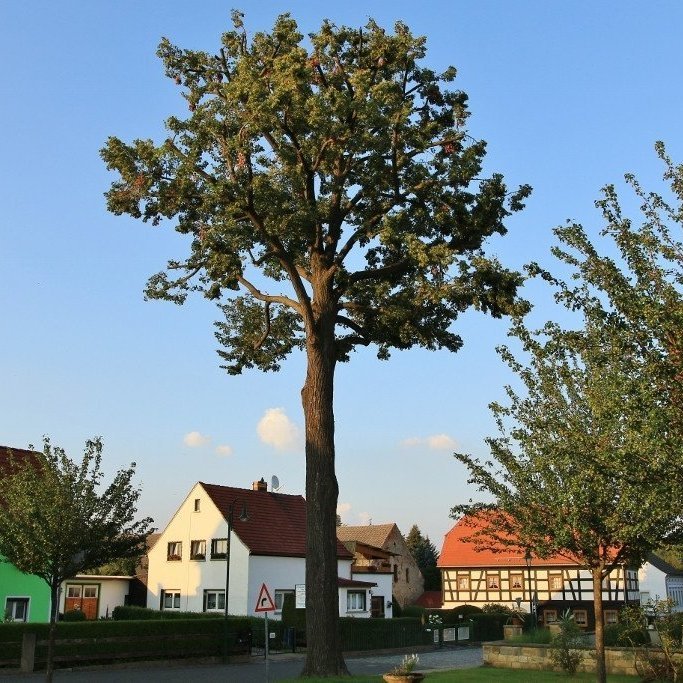 Þessi fallega og reglulega vaxna eik prýðir þorpið Hartau í Þýskalandi, rétt við landamærin að Tékklandi og Póllandi. Mynd: Pétur Halldórsson