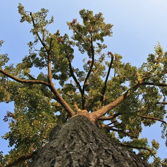 Öll tré eiga uppruna sinn í litlu fræi. Ljósmynd: Pétur Halldórsson