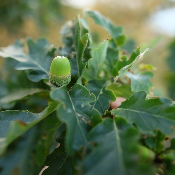 Fræ eikarinnar kallast akarn. Mynd: Pétur Halldórsson