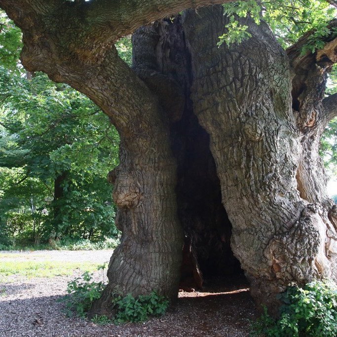 Gamla eikin í Kaupmannahöfn er hol að innan. Mynd: Pétur Halldórsson