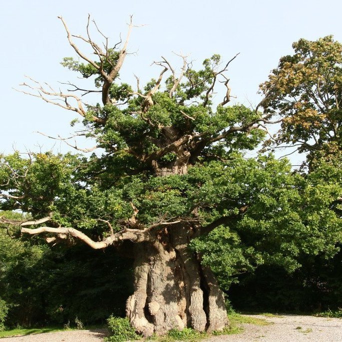Þessi eik í Kaupmannahöfn óx upp af fræi fyrir um 600 árum, um það bil þegar borgin fór að myndast. Mynd: Pétur Halldórsson