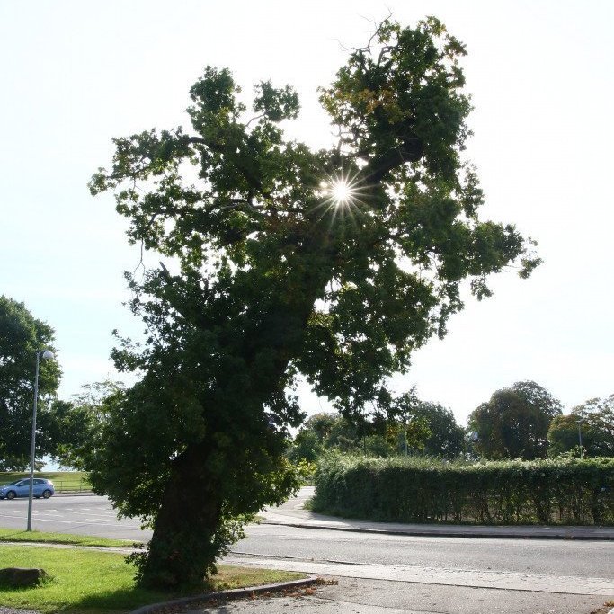 Frá Kaupmannahöfn. Mynd: Pétur Halldórsson