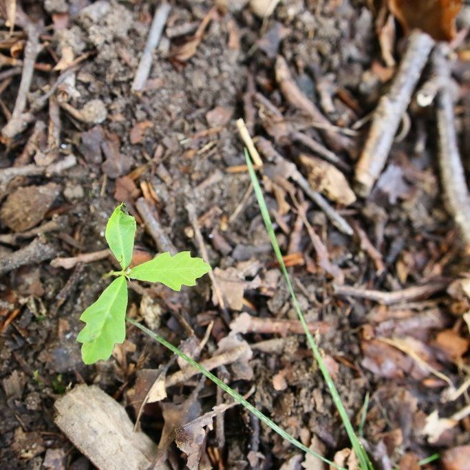Verður þessi hér eftir 600 ár? Mynd: Pétur Halldórsson