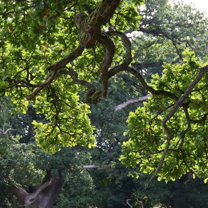 Eikin er blaðfalleg tegund. Þessi mynd er tekin í Berlín. Mynd: Pétur Halldórsson