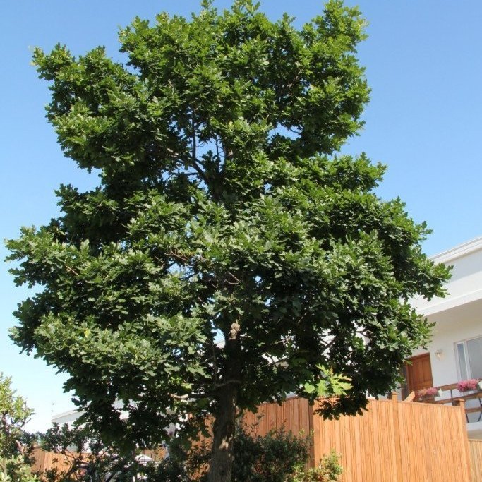 Einhver fallegasta eik sem vaxið hefur á Íslandi. Tréð stóð í garði við raðhús á Akureyri og var líklega vaxið upp af fræi sem Jóhann Pálsson, grasafræðingur og þáverandi forstöðumaður Lystigarðsins, kom með frá Svíþjóð um 1980. Myndin er tekin 2014 en sí