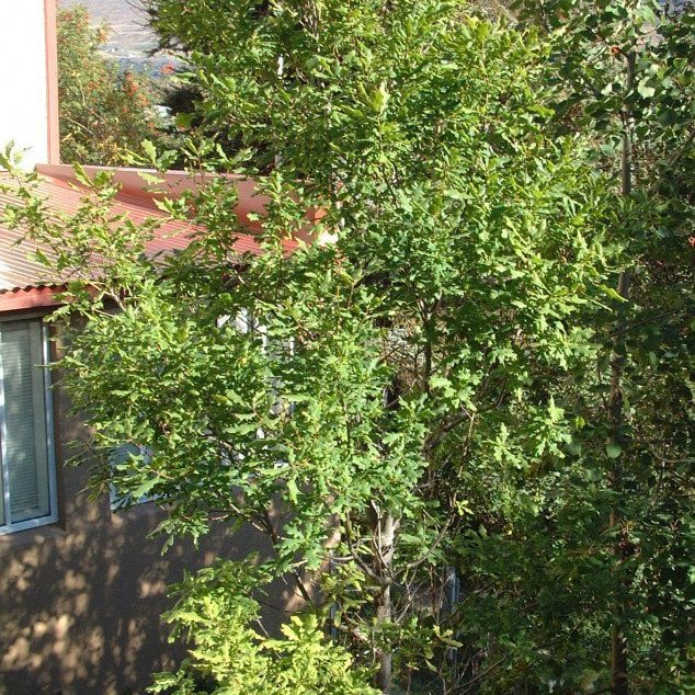 Eik þýskrar ættar við Sjónarhæð á Akureyri. Mynd: Þröstur Eysteinsson