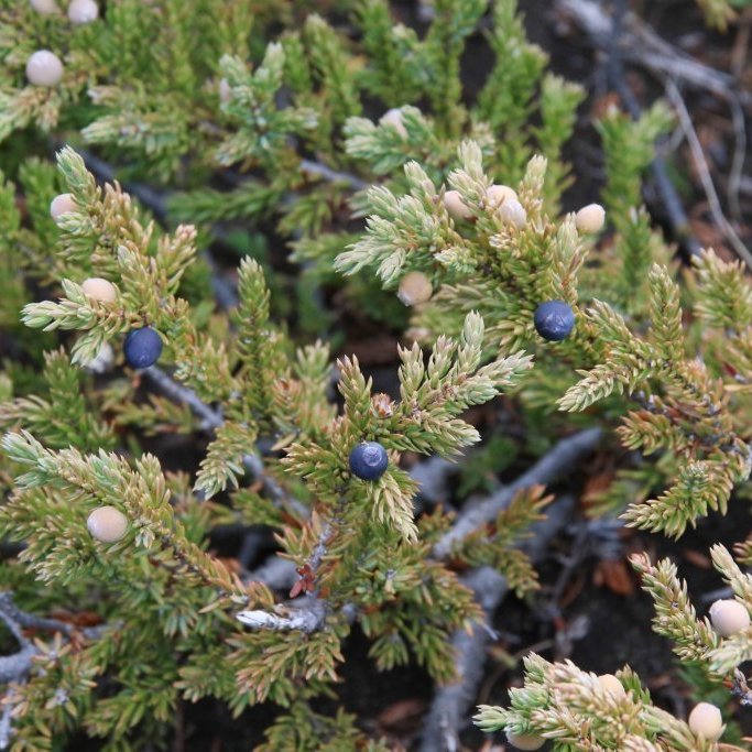 Kvenplanta einis með nýjum og ársgömlum berkönglum, svokölluðum einiberjum. Ljósmynd: Pétur Halldórsson