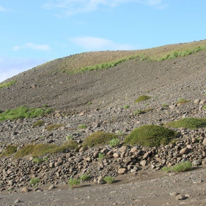 Einir myndar sérkennilegar þúfur í auðninni á Hólasandi. Ljósmynd: Pétur Halldórsson