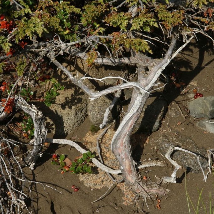 Einirinn þrífst þrátt fyrir harðneskjulegar aðstæður á Hólasandi þar sem snjóþungi, kuldi og stórviðri herjar á hann. Ljósmynd: Pétur Halldórsson