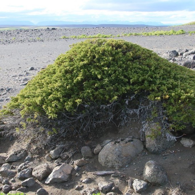 Einirinn á Hólasandi hefur lifað af þá gróðureyðingu sem þar olli því að mestallur gróður eyddist á 19. öld og í byrjum þeirrar tuttugustu. Sums staðar er lítinn annan gróður að sjá þar sem einirinn vex en lúpína, birki, lerki og fleiri plöntutegundir eru