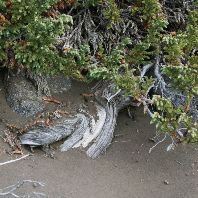 Forvitnilegt væri að vita hversu marga árhringi væri hægt að telja í þessum gamla einistofni. / One wonders how many tree rings are inside this old juniper stem.  Ljósmynd/Photo: Pétur Halldórsson