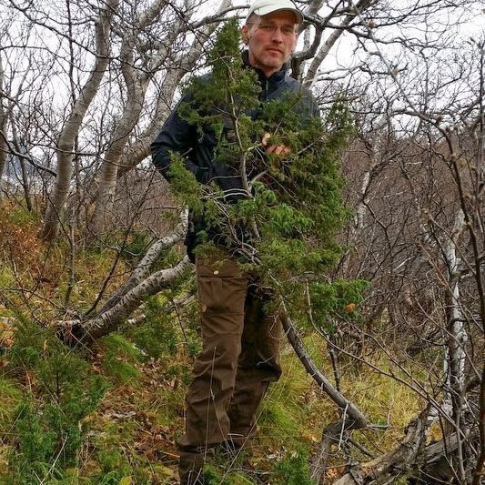 Einir er stöku sinnum uppréttur og getur mest náð um tveggja metra hæð hérlendis. Einir hefur veriðað breiðast út á Þórsmörk hin síðari ár og ekki óalgengt að sjá uppréttan eini þar. Slíkur einir sést líka í Fnjóskadal og víðar á Norðausturlandi. Ljósmynd