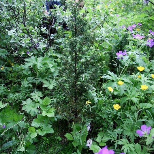 Beinvaxinn einir innan um sóleyjar, blágresi og annan gróður í birkiskógi á Þórsmörk. Ljósmynd: Þorsteinn Kristinsson