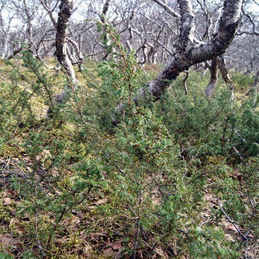Einir í birkiskógi á Þórsmörk. / Common juniper in a native birch forest. Ljósmynd/Photo: Hreinn Óskarsson