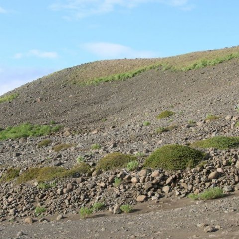 Einir myndar sérkennilegar þúfur í auðninni á Hólasandi. Ljósmynd: Pétur Halldórsson