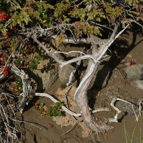 Einirinn þrífst þrátt fyrir harðneskjulegar aðstæður á Hólasandi þar sem snjóþungi, kuldi og stórviðri herjar á hann. Ljósmynd: Pétur Halldórsson